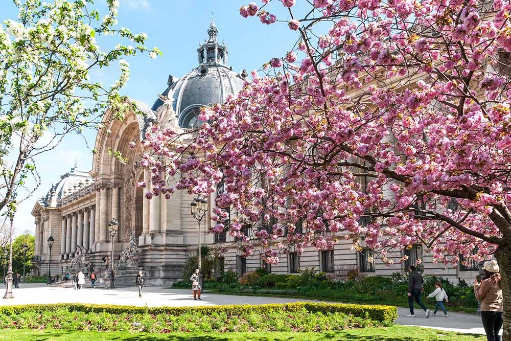 Cherry blossom, things to do in Paris in Spring